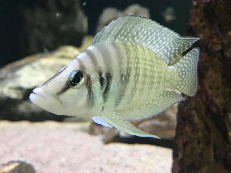 Altolamprologus calvus 'Cape Chaitika' (White)
